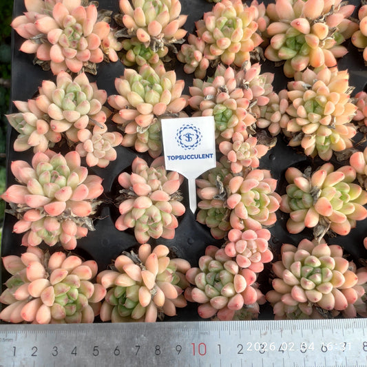 26013 Echeveria Pande (5cm pot size)