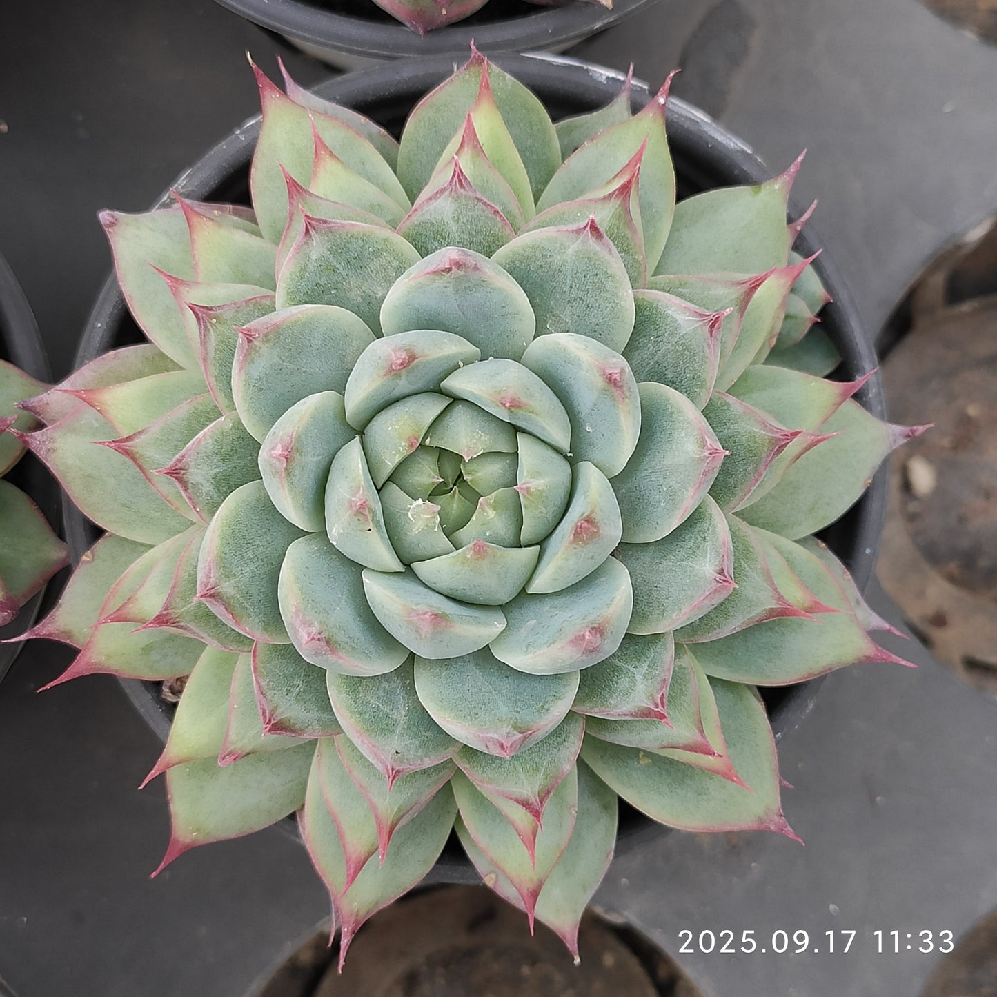 NGN299 Echeveria Cadbury(9cm pot size)