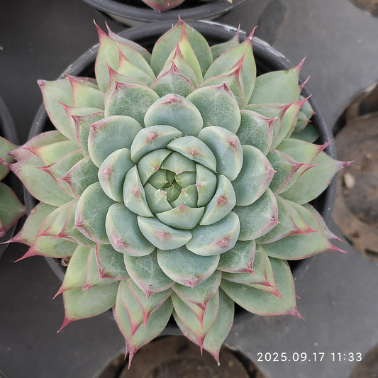 NGN299 Echeveria Cadbury(9cm pot size)