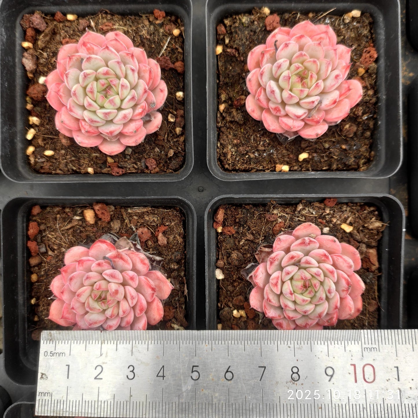 17752 Echeveria White Minima (7cm pot size)
