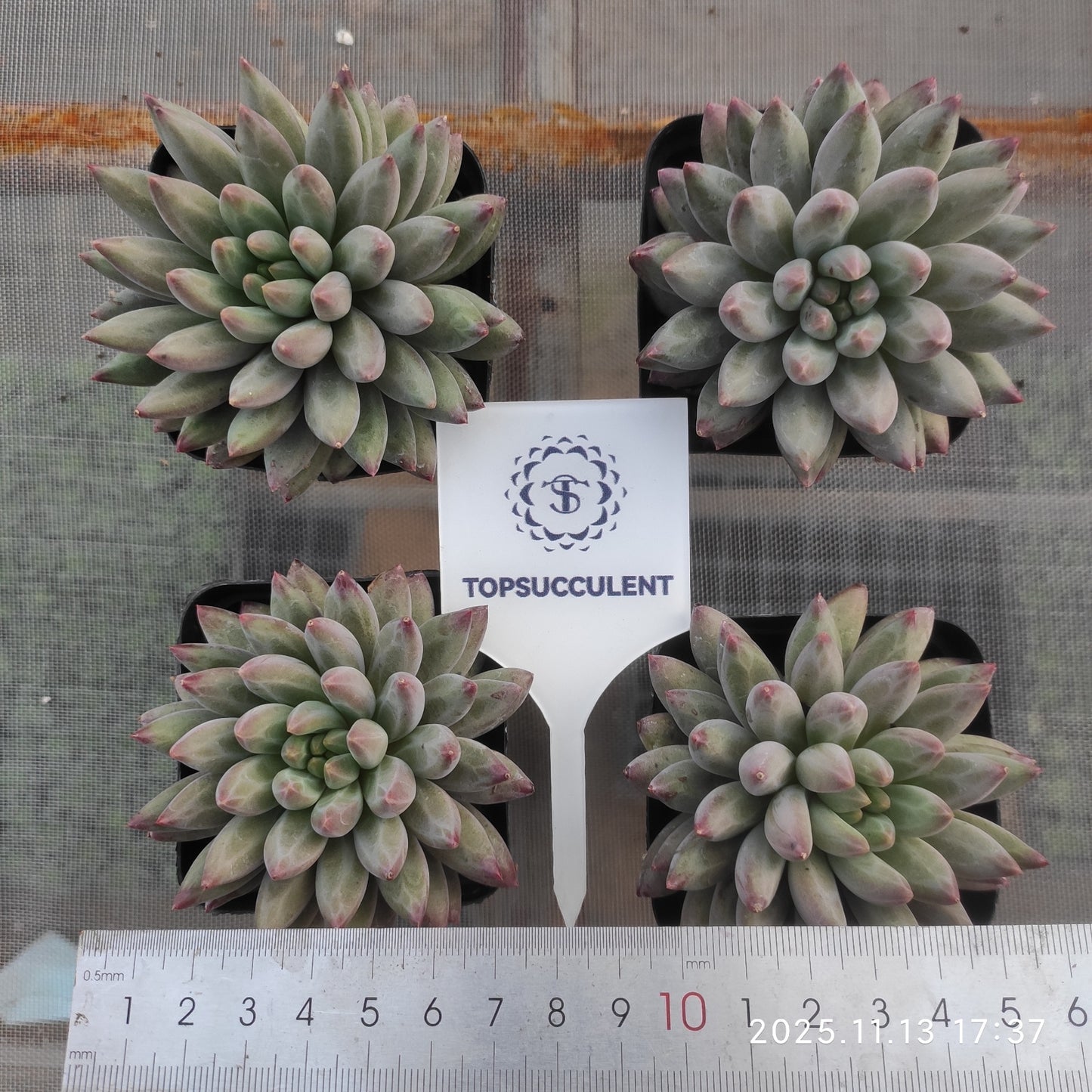 20034 Echeveria Cherries (7cm pot size)