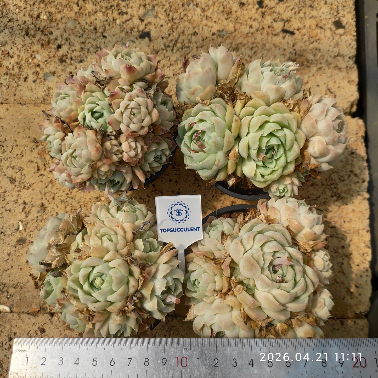 23357 Echeveria Hughmillus (9cm pot size)