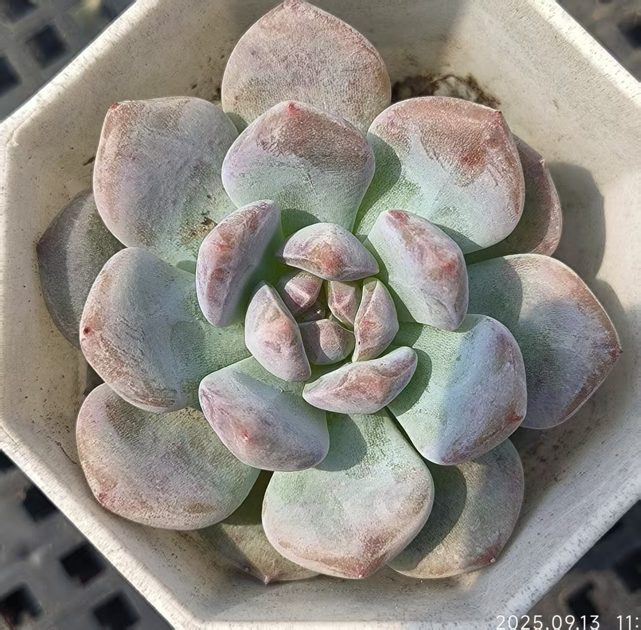 GR364 Echeveria Orange Monroe(6.5cm pot size)