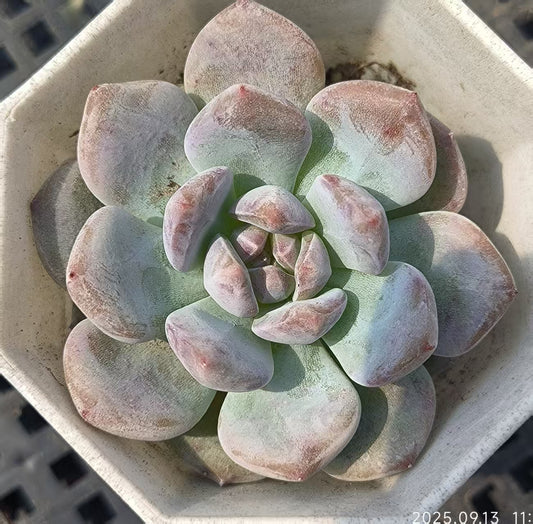 GR364 Echeveria Orange Monroe(6.5cm pot size)