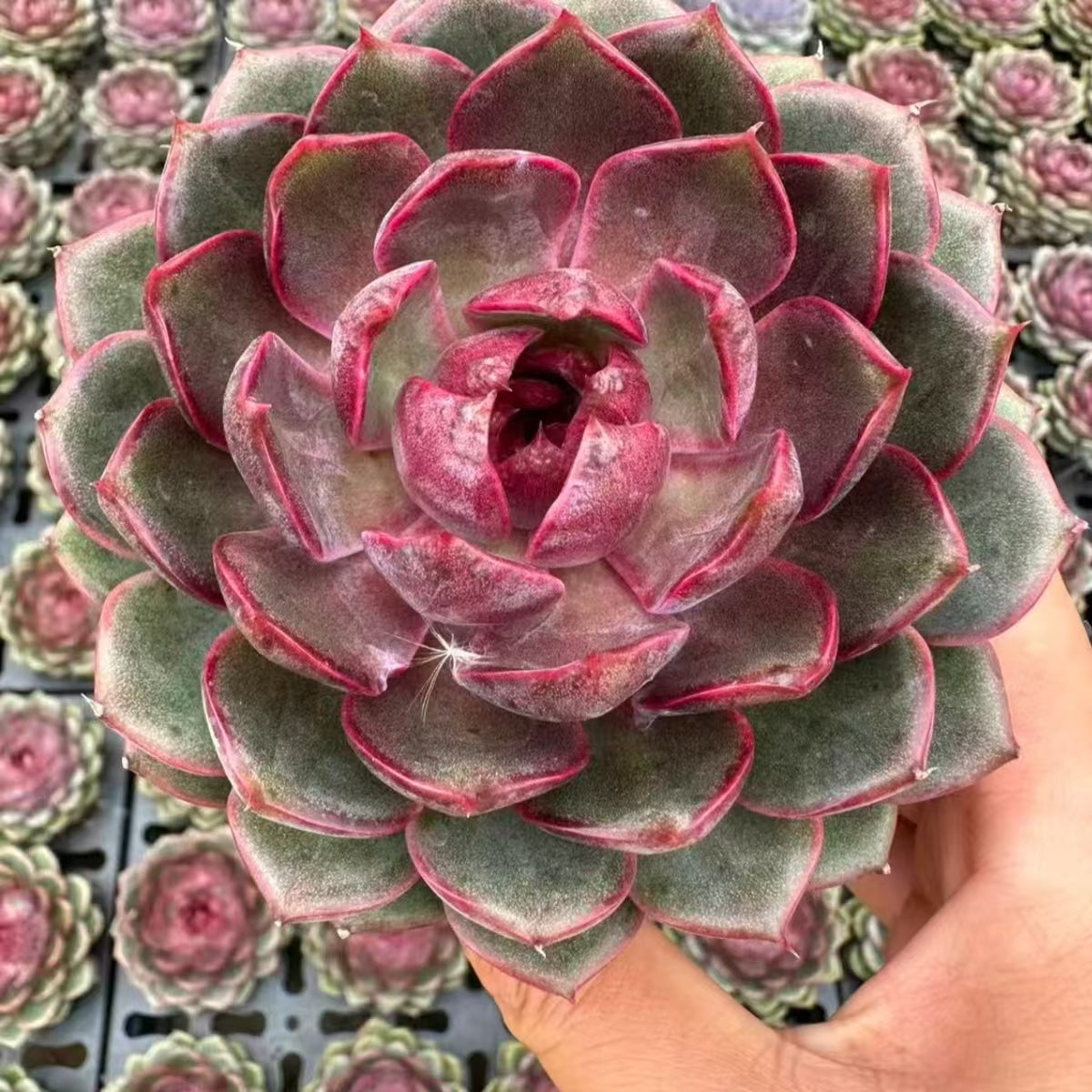 QNY161 Echeveria Huckleberry(12cm pot size)
