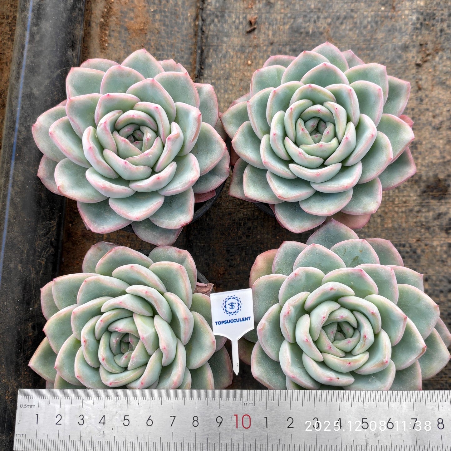 18815 Echeveria Amabille (9cm pot size)