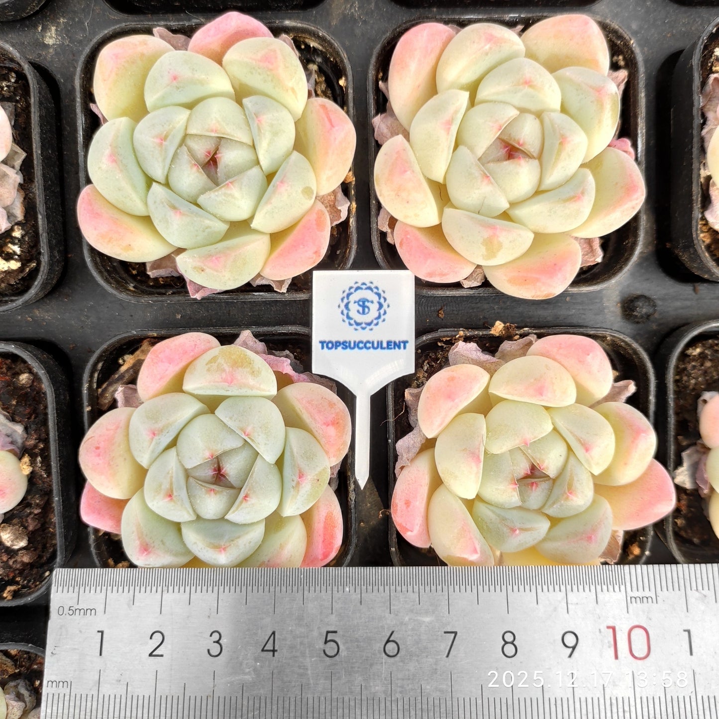 23766 Echeveria Ice Green Hyb (5.5cm pot size)