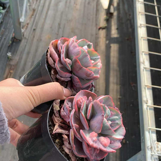 6433 Echeveria Rain Drops Variegated (11cm pot size)