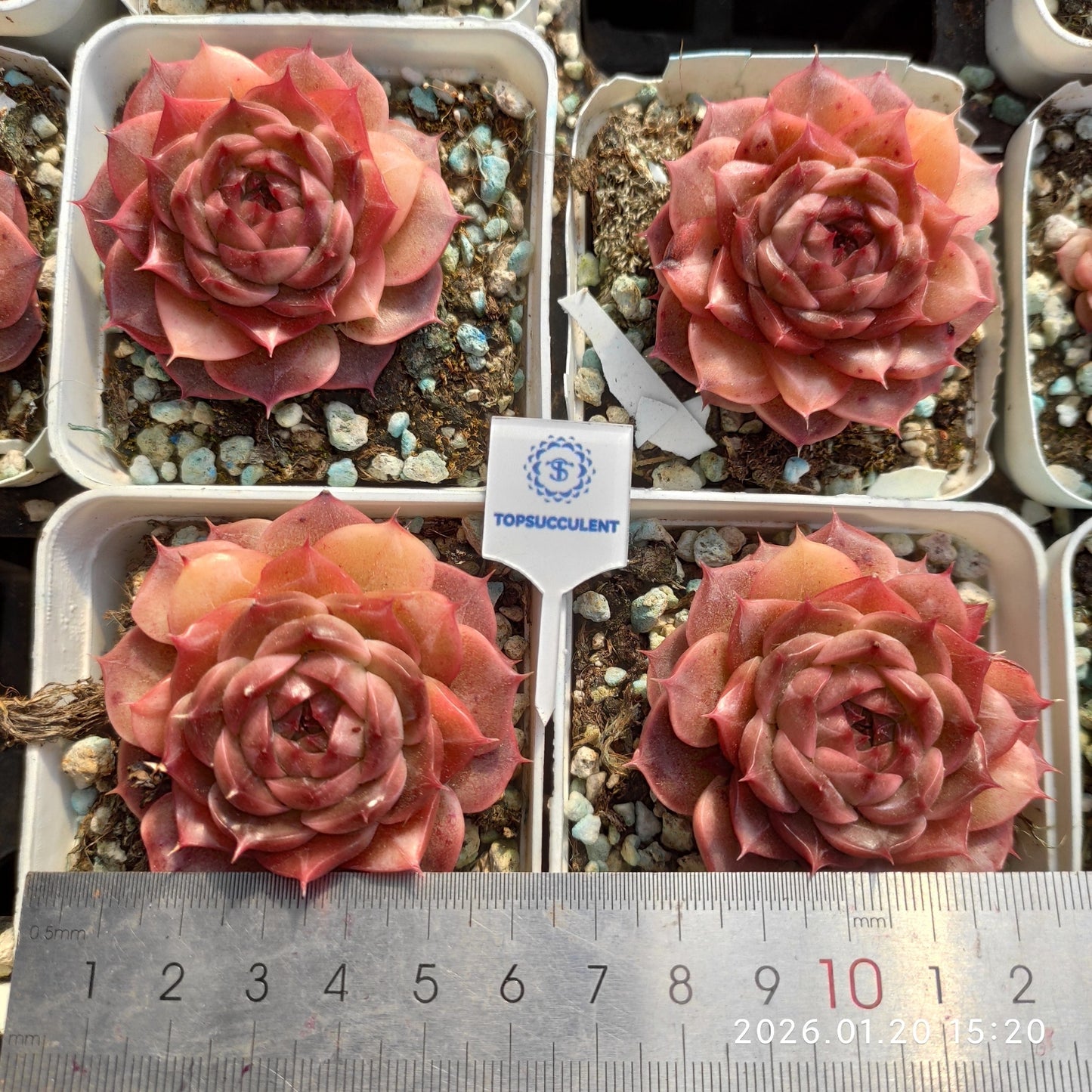 24904 Echeveria Nacria (7cm pot size)