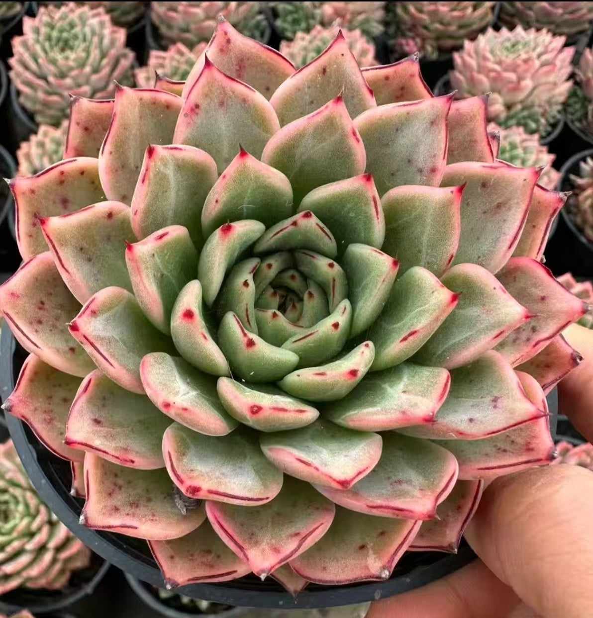 QNY158 Echeveria Breakpoint(9cm pot size)