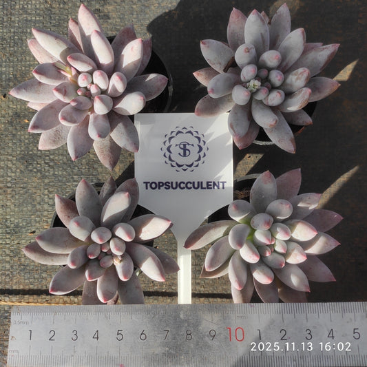 T1306 Echeveria Angels Finger (5cm pot size)