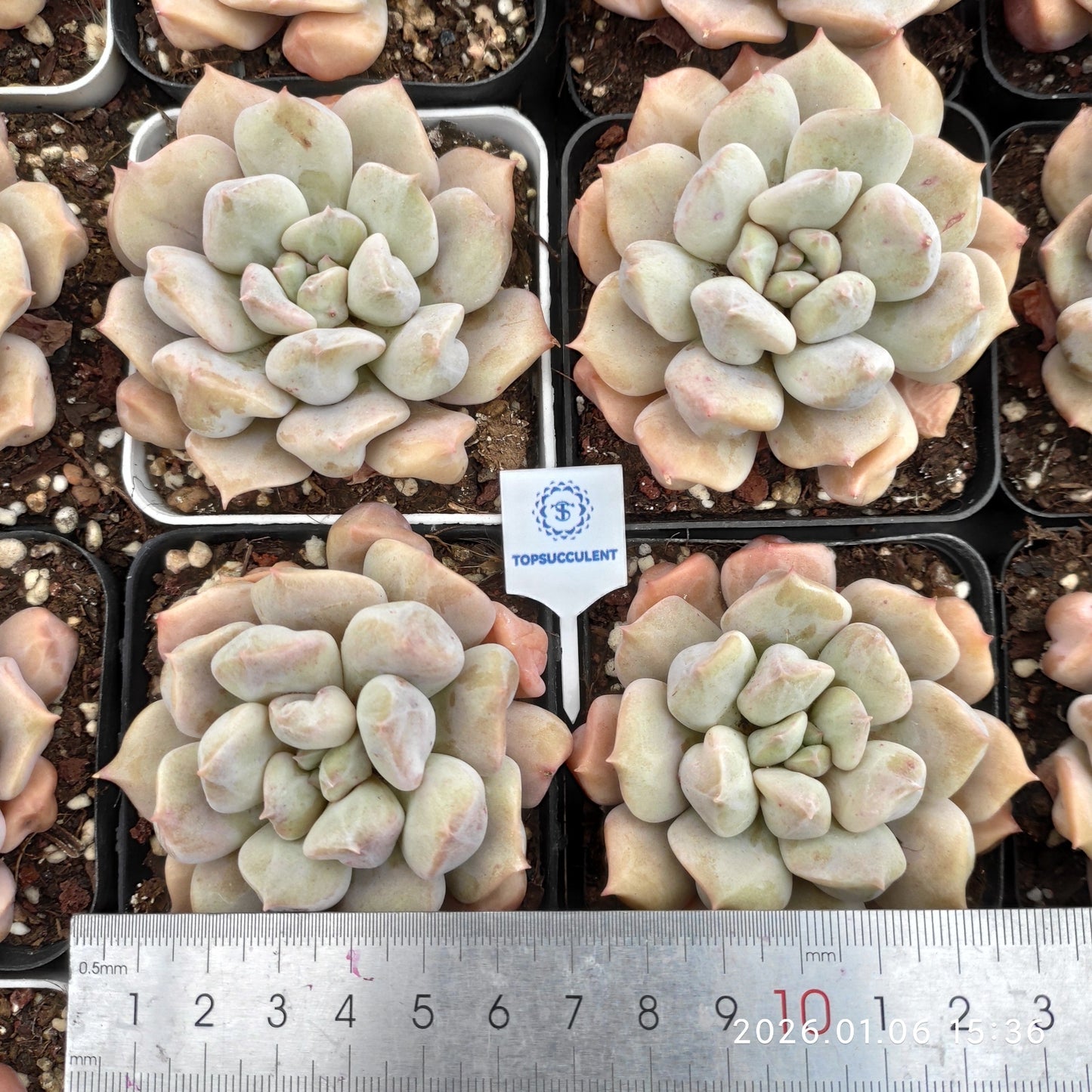18911 Echeveria Super Milk (7cm pot size)