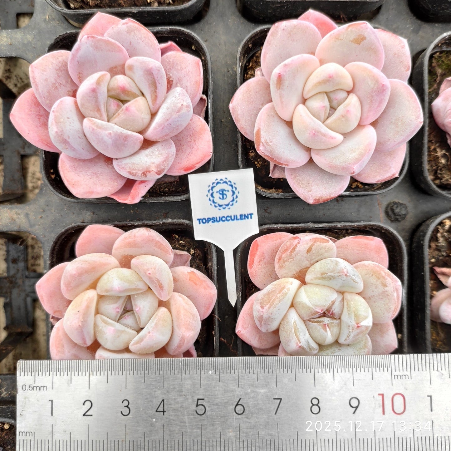 18540 Echeveria Thick Monroe Hyb (5.5cm pot size)