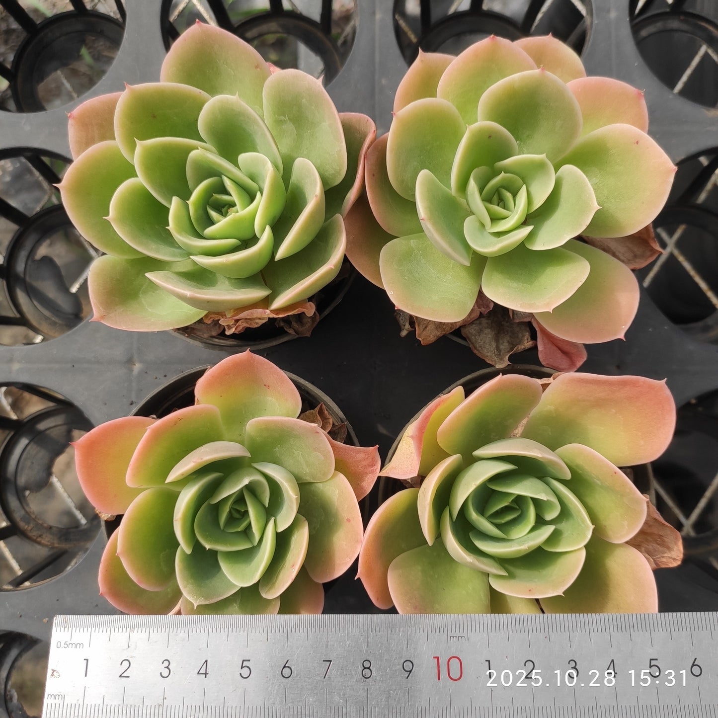22212 Echeveria Star Tana (7cm pot size)