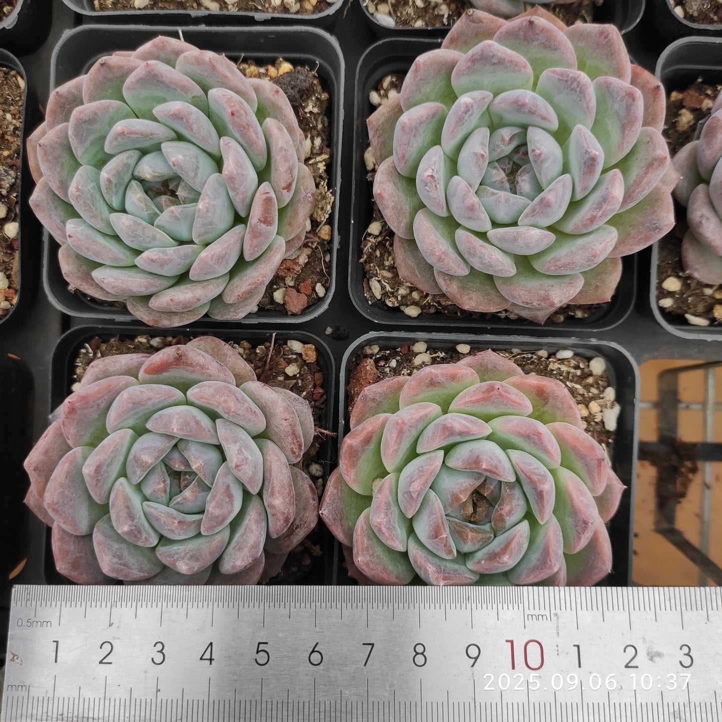 RC098 Echeveria Pure Love(7cm pot size)