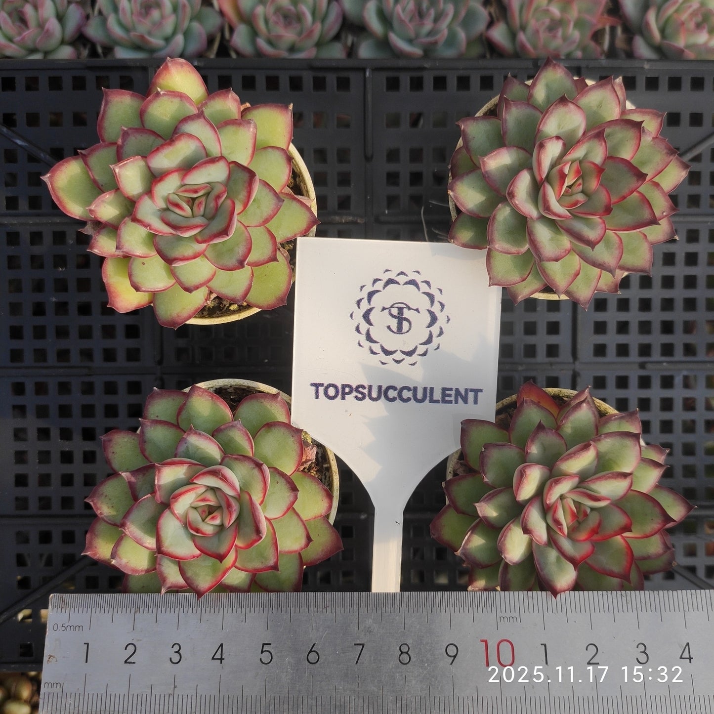 6393 Echeveria Mexico Pulidones (5.5cm pot size)