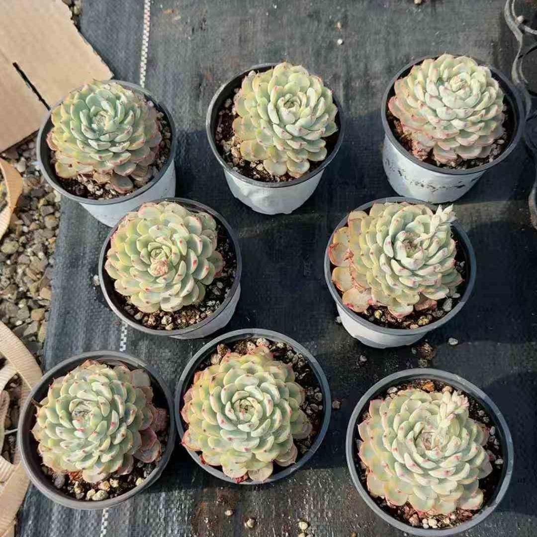22560 Echeveria White Minima Variegated (9cm pot size)
