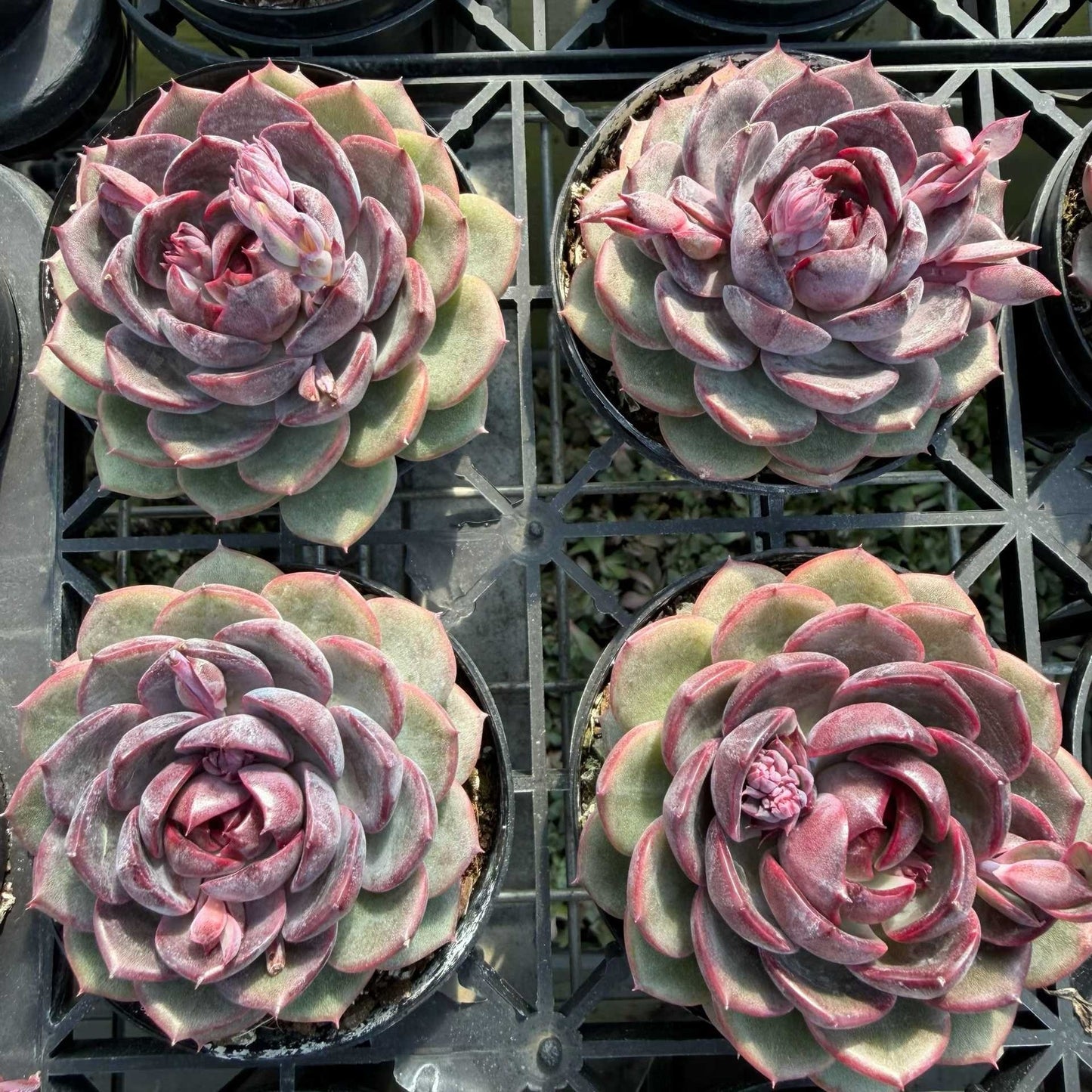 20056 Echeveria Cheese Blueberry (9cm pot size)