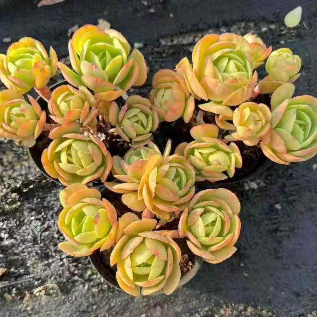 23632 Echeveria Peach Pride (14cm pot size)