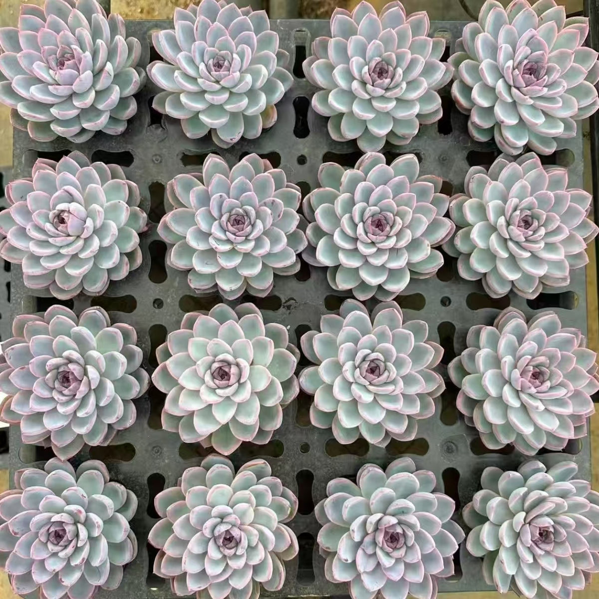 21489 Echeveria Jade-faced Fox (10cm pot size)