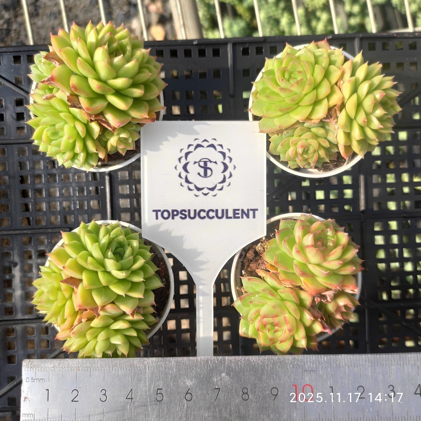 20870 Echeveria Queens Rose Hyb (5.5cm pot size)