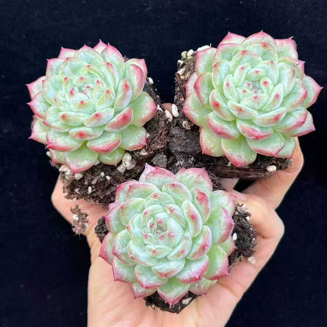21998 Echeveria Obama (7cm pot size)