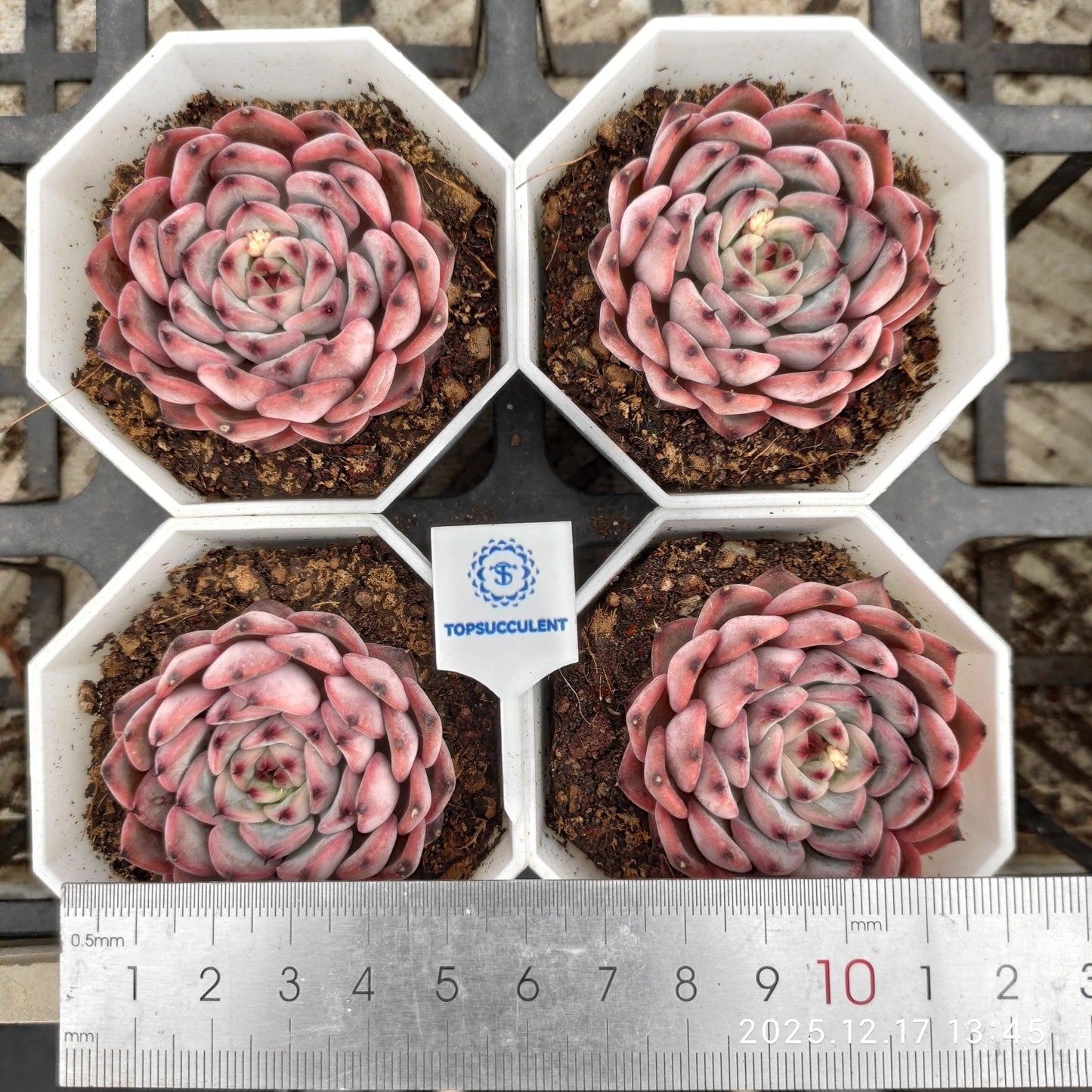 23756 Echeveria Chihuahuaensis Hyb (7cm pot size)