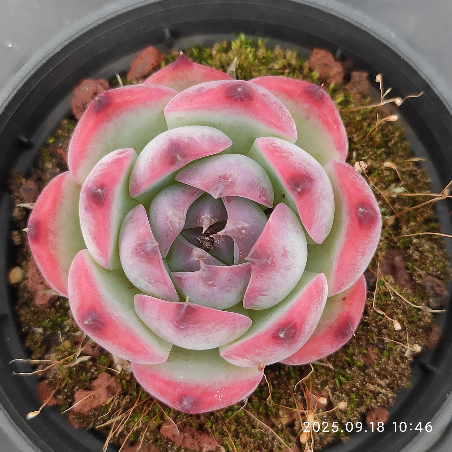 LMM389 Echeveria Colorata Hyb(6.5cm pot size)