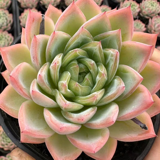 QNY185 Echeveria Crystal Grass(10cm pot size)