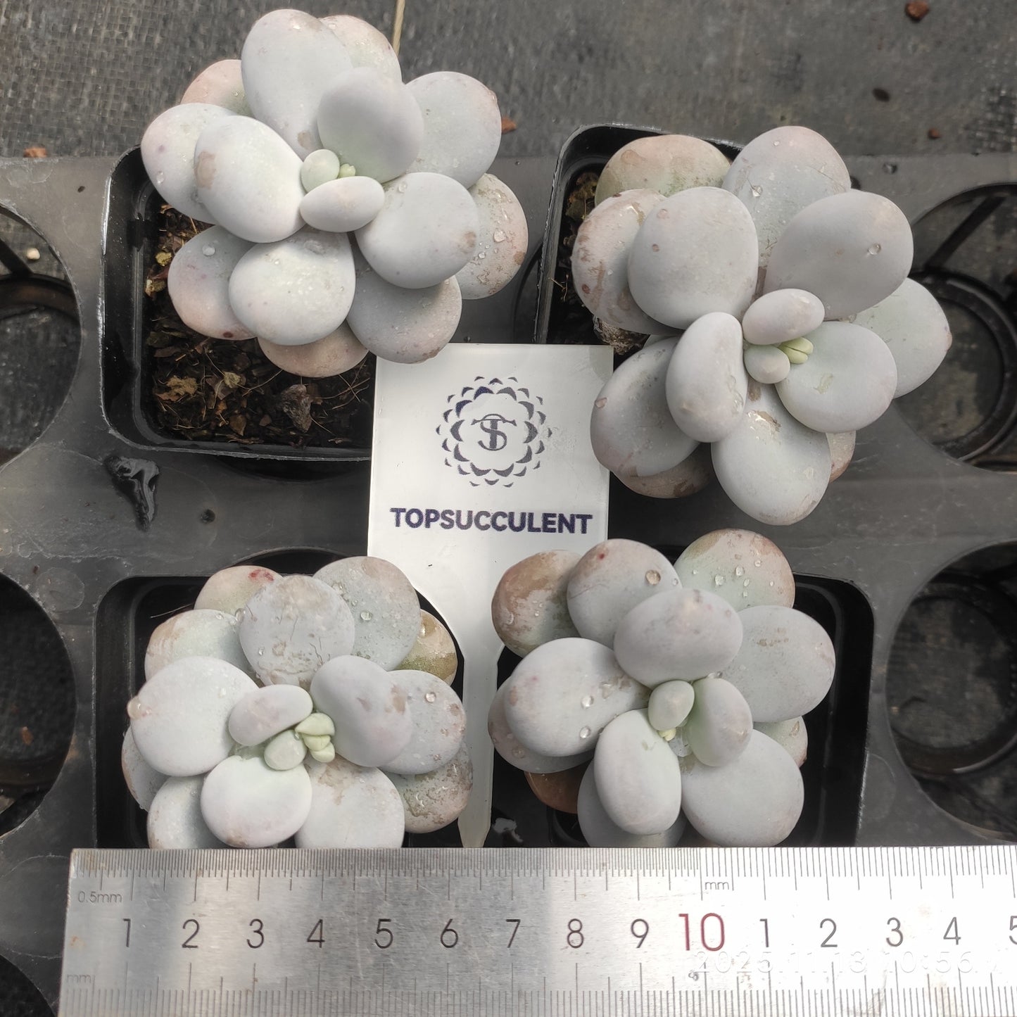 6846 Echeveria Oviferum Moon Stone (7cm pot size)