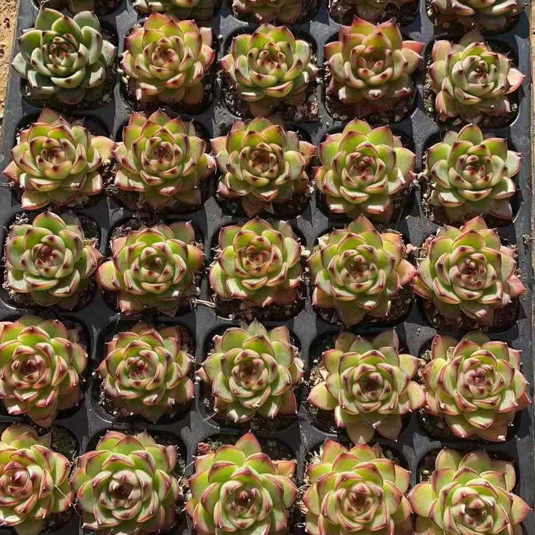 23582 Echeveria Moon Stone (3cm pot size)