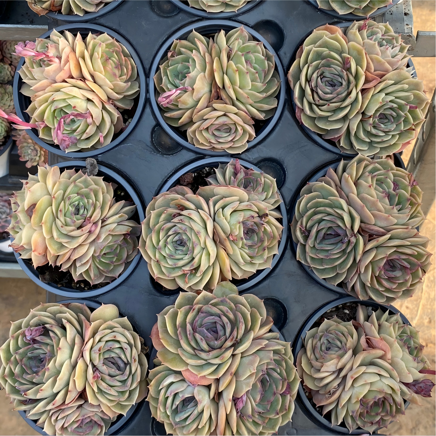 25376 Echeveria Candy Onslow (9cm pot size)