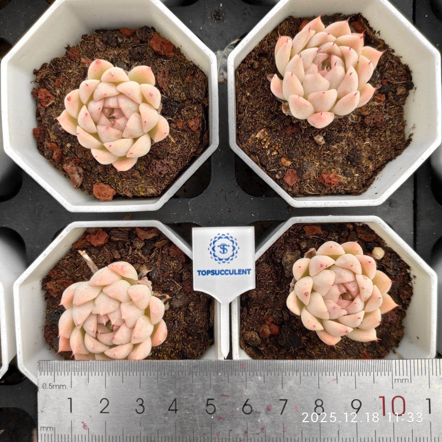 19071 Echeveria Rain Fruit (7cm pot size)