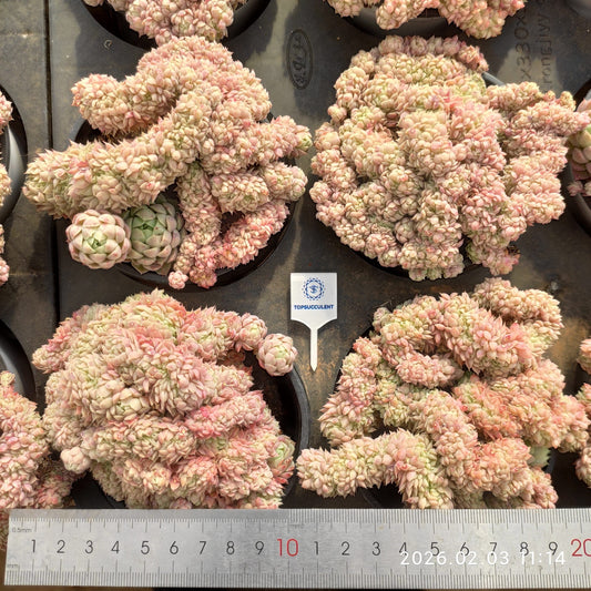 25610 Echeveria Ball of Fat Cristata (9cm pot size)