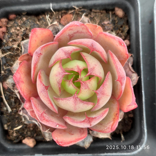 YBB081 Echeveria Yangjin(6.5cm pot size)
