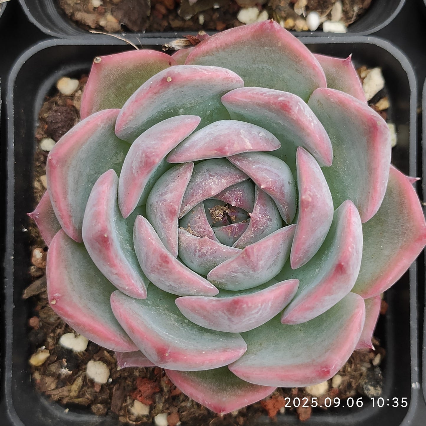 RC143 Echeveria Pikachu(7cm pot size)