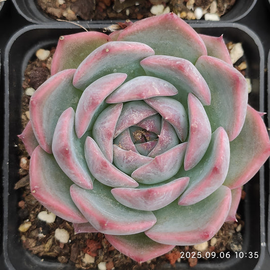 RC143 Echeveria Pikachu(7cm pot size)