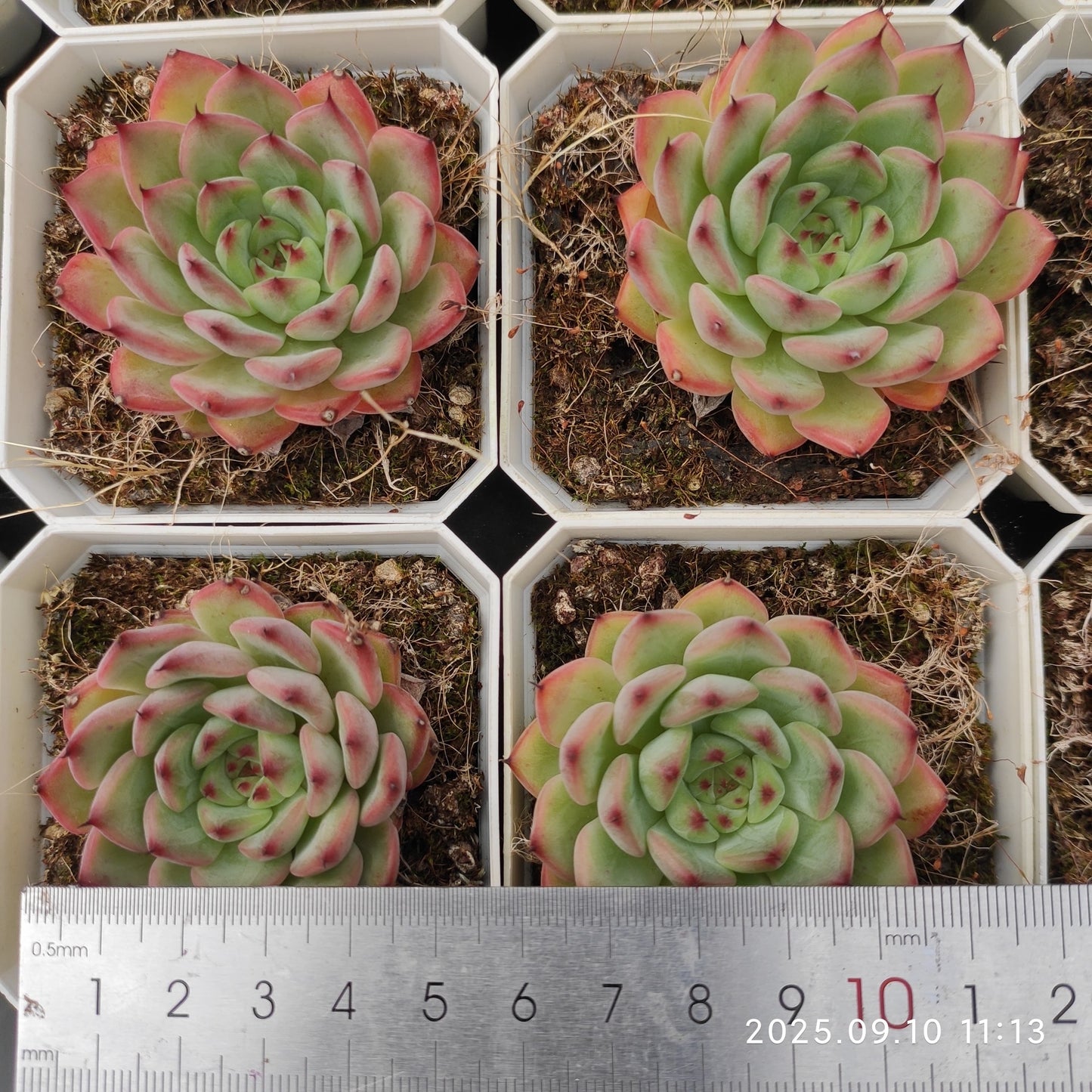 HG067 Echeveria Amazing Grace x Suckyoung(7cm pot size)