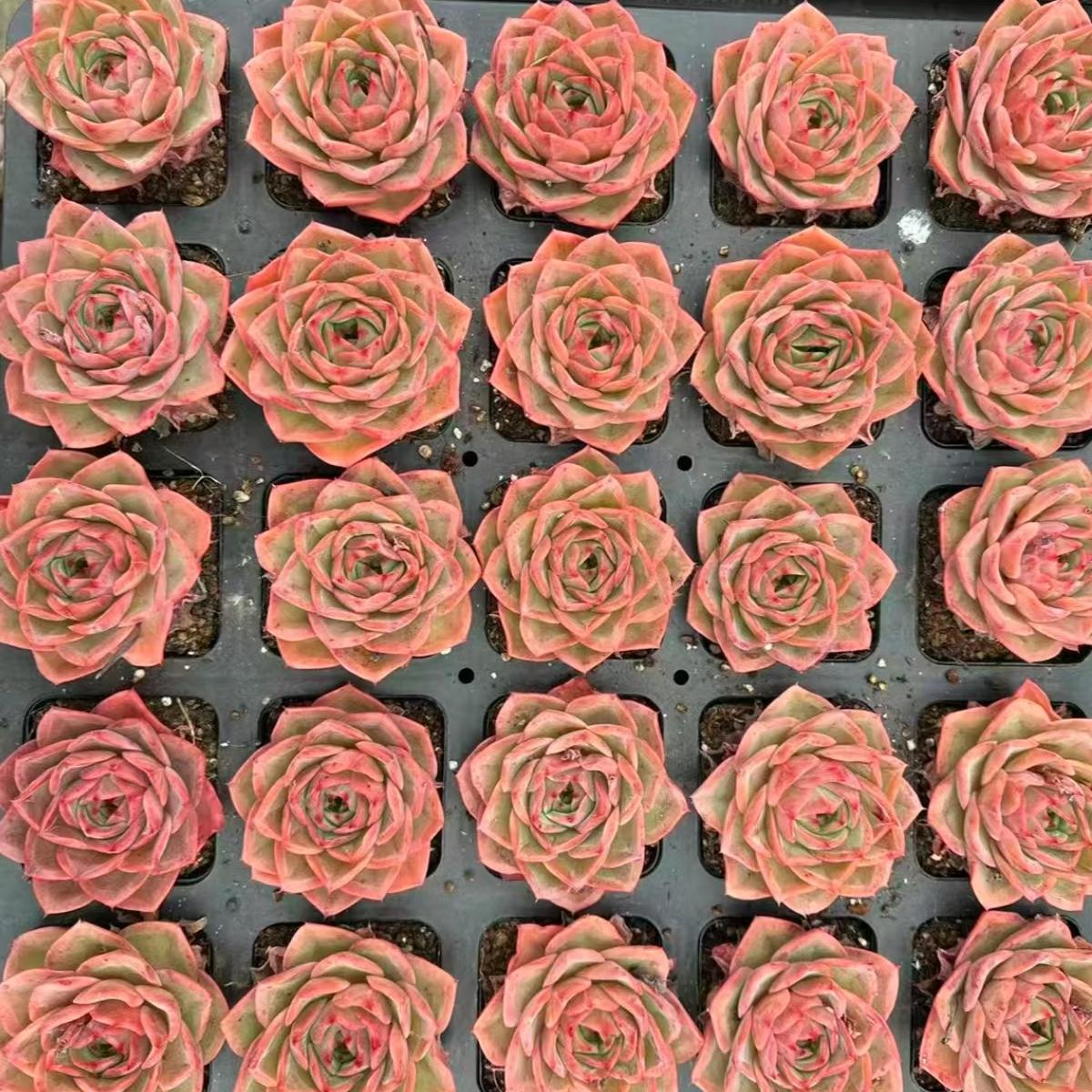 21974 Echeveria Princess Iron Fan (7cm pot size)