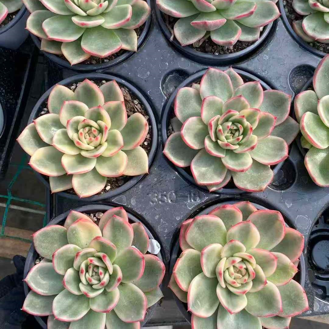 22747 Echeveria Blue Variegated (9cm pot size)
