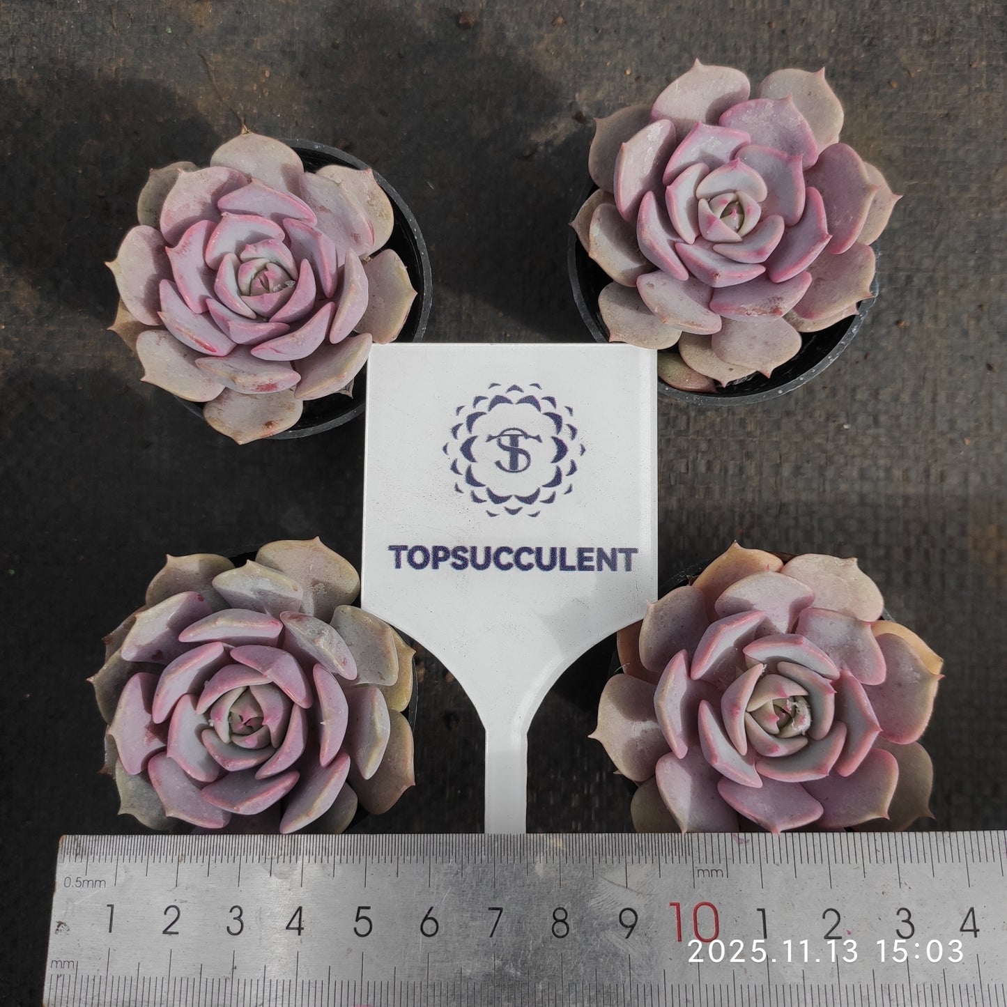 17133 Echeveria Pink Butterfly (5.5cm pot size)