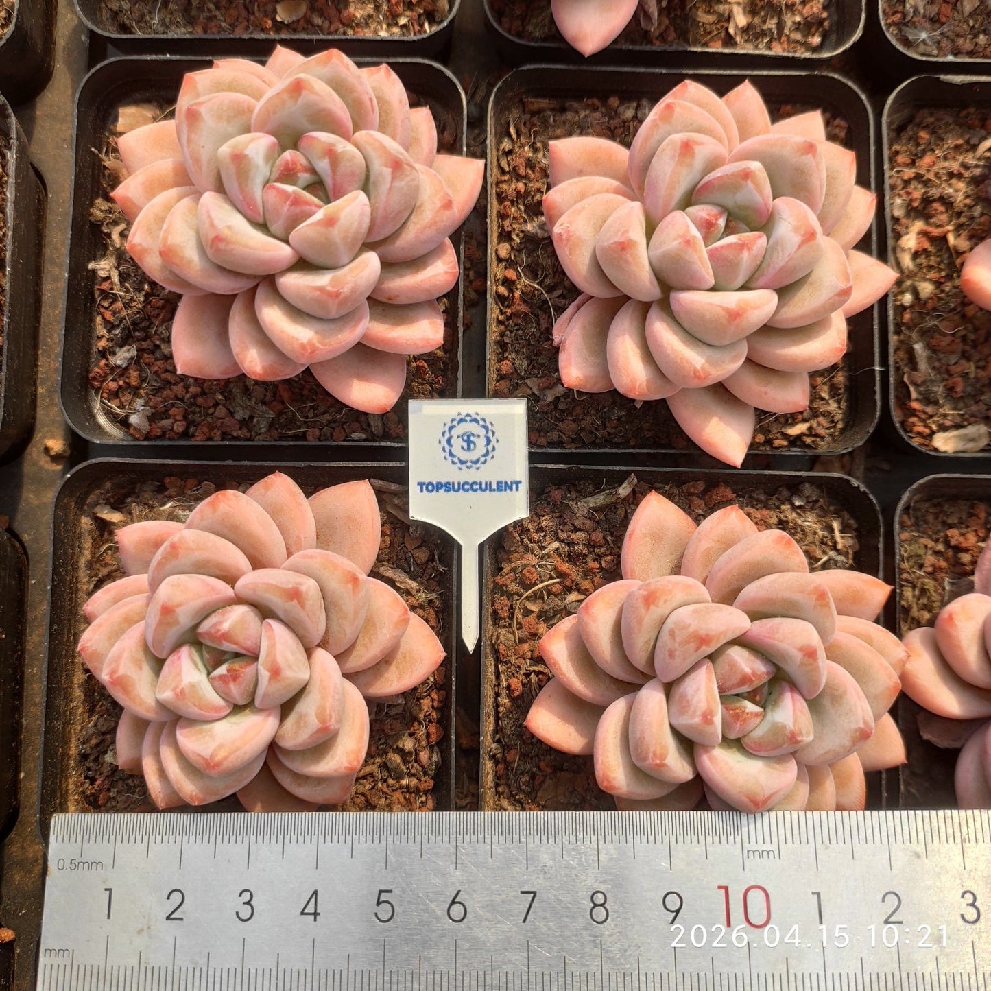 361526 Echeveria Sakura Mist (7cm pot size)