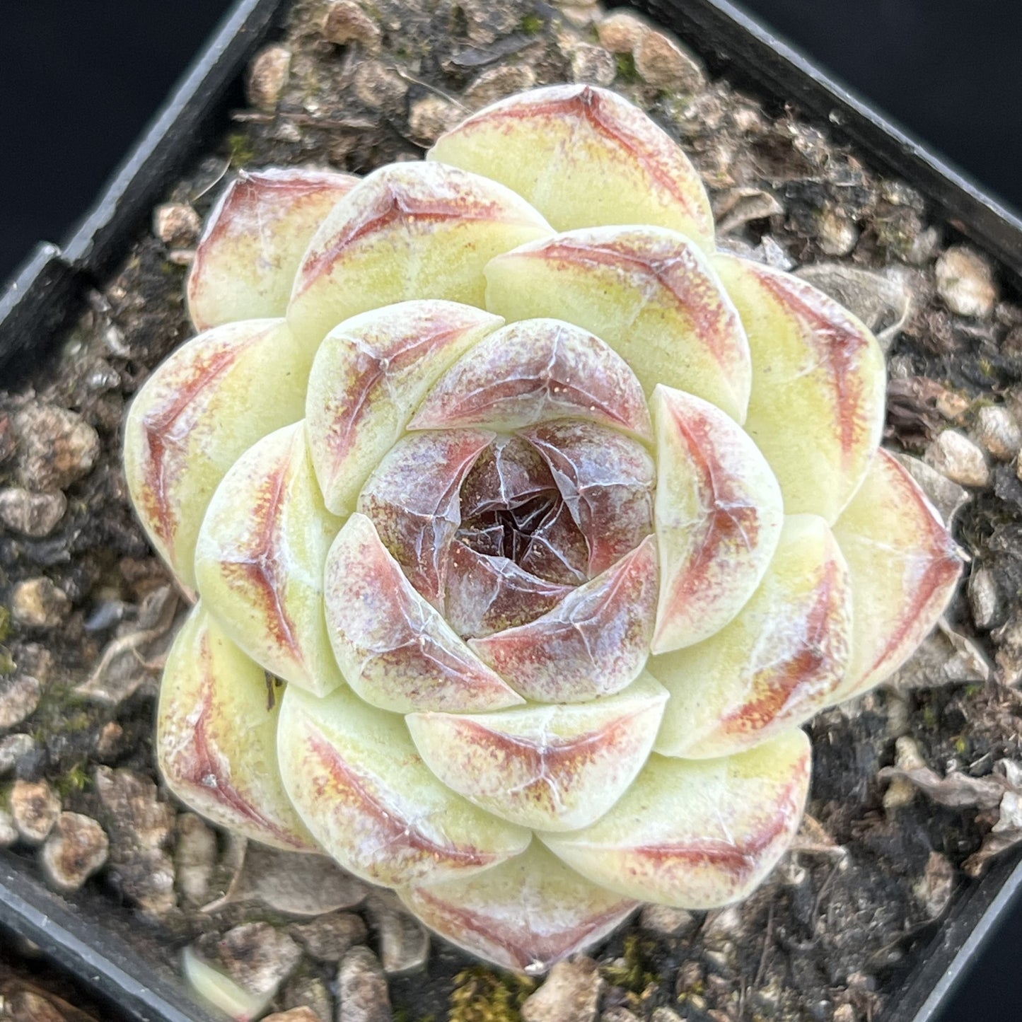 BL997 Echeveria White Soojeong(7cm pot size)