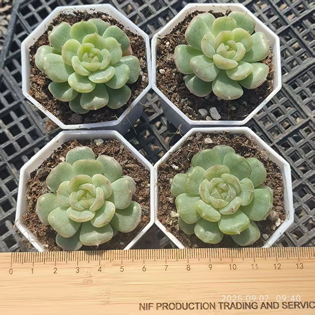 FFH220 Echeveria White Lover(6.5cm pot size)