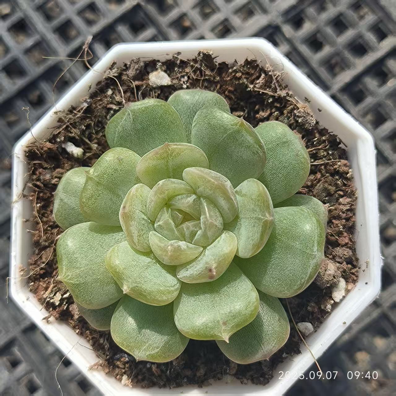 FFH220 Echeveria White Lover(6.5cm pot size)