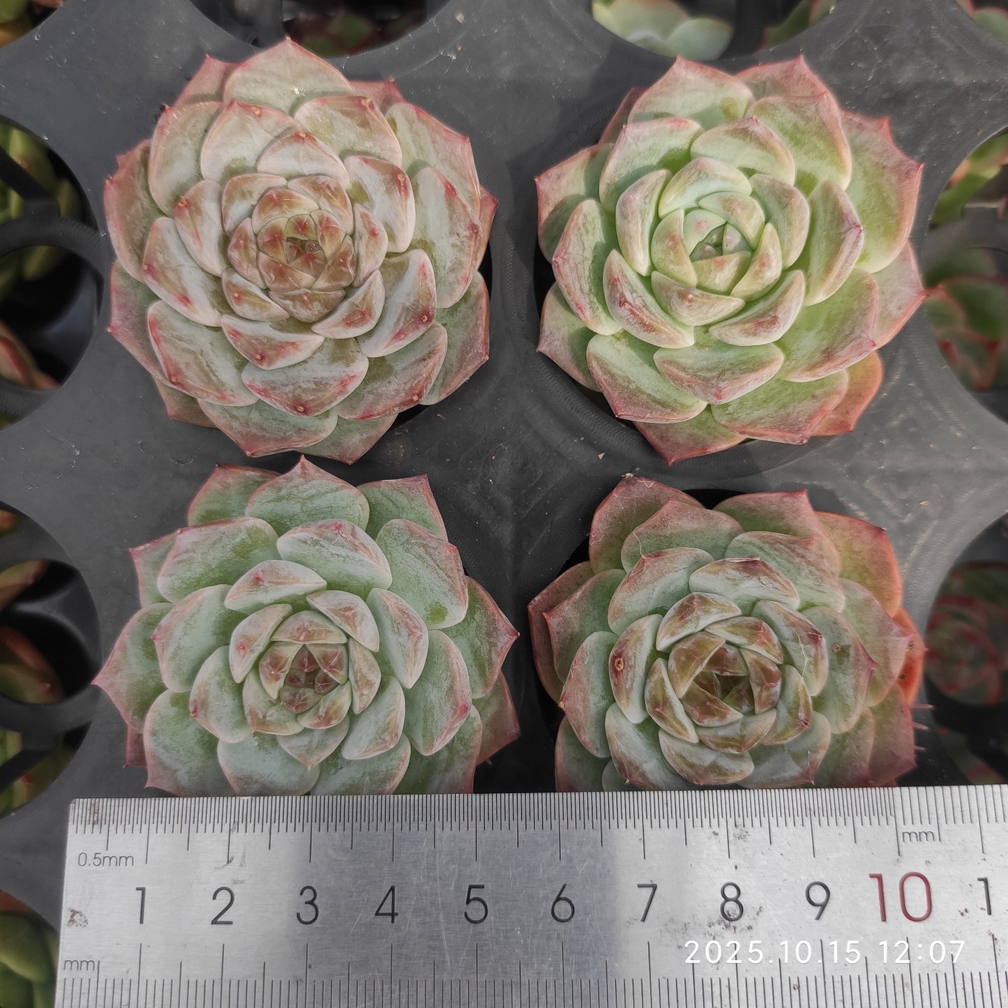 ZZA134 Echeveria Pure Love(5.5cm pot size)