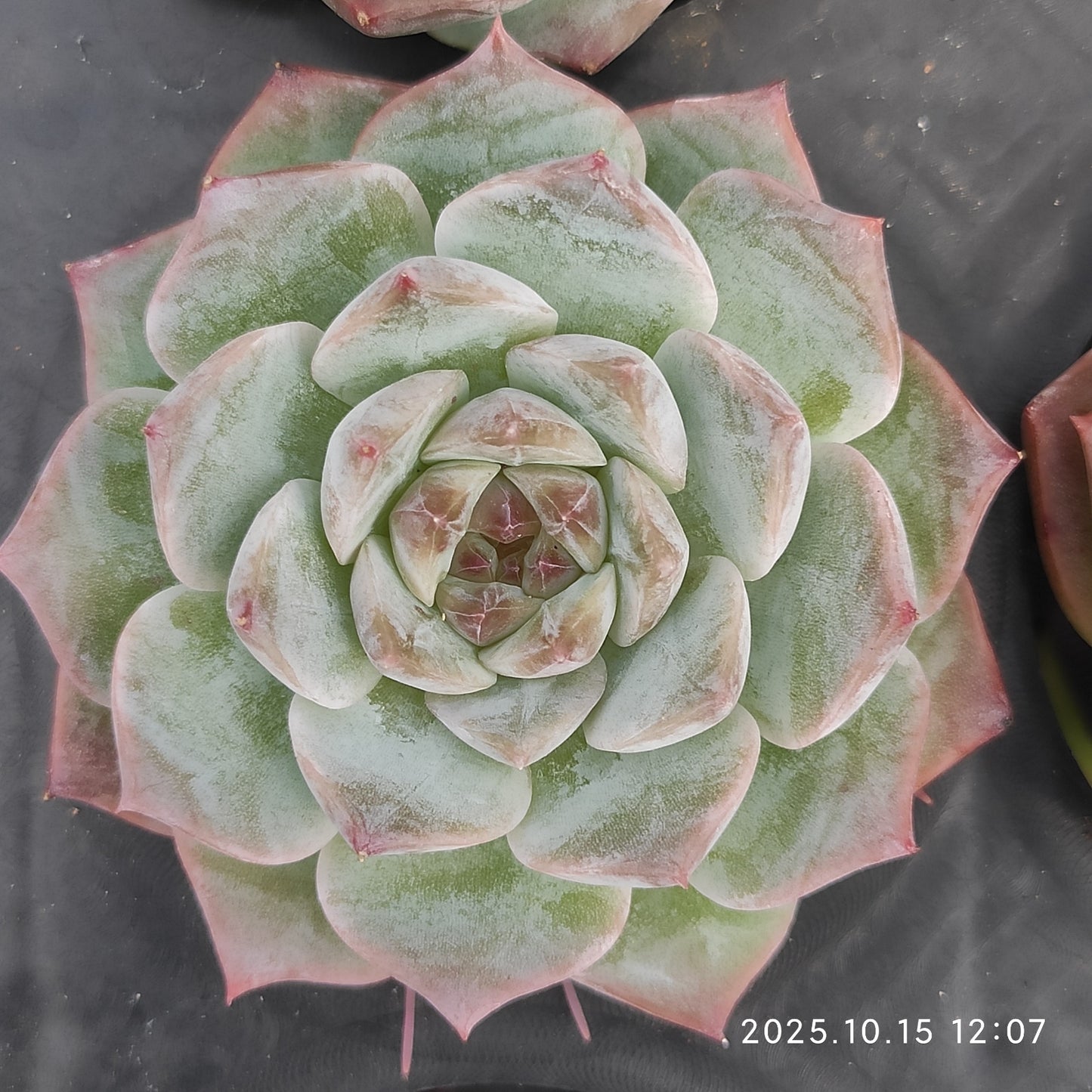 ZZA134 Echeveria Pure Love(5.5cm pot size)