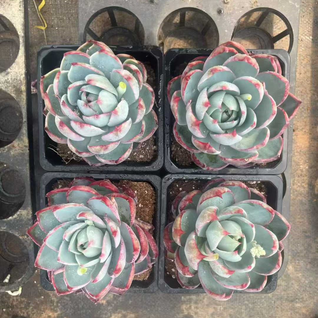 360372 Echeveria Casio (12cm pot size)