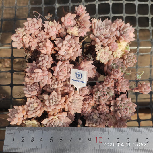 361498 Echeveria Pink Prolifica (6.5cm pot size)