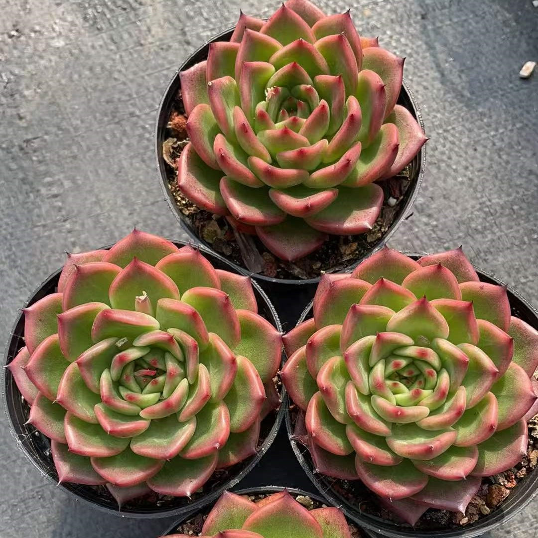 362335 Echeveria Red Jewel (9cm pot size)